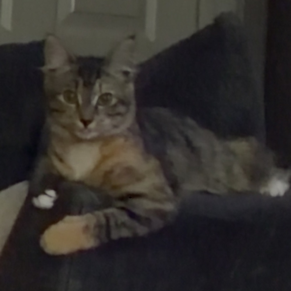 Meet your Posher, Angela